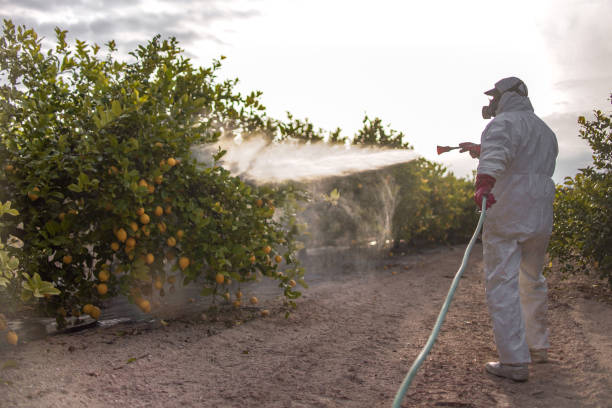 Best Cockroach Control Services  in Collins, MS