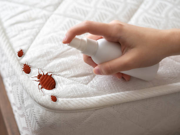 Best Pest Removal Services  in Collins, MS