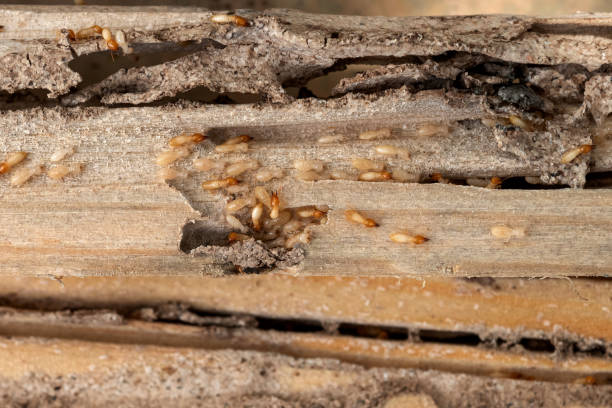 Best Pest Prevention Services  in Collins, MS