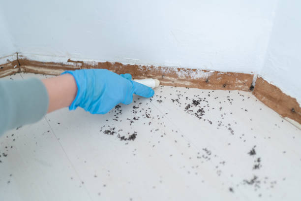 Flea Control Services in Collins, MS